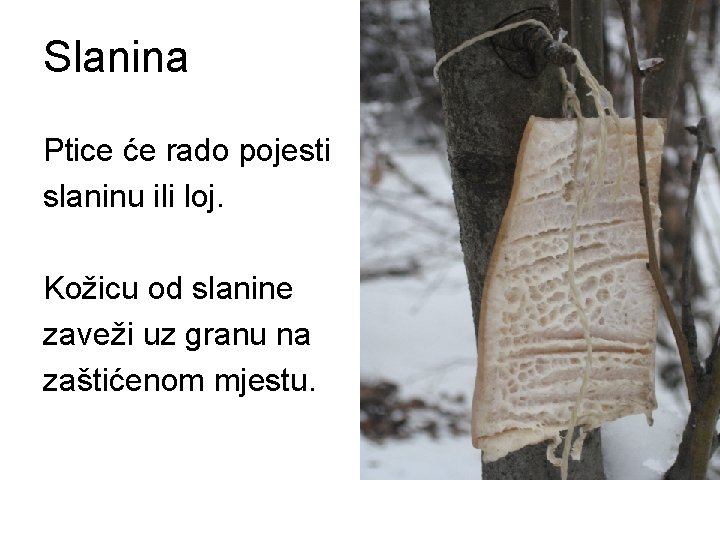 Slanina Ptice će rado pojesti slaninu ili loj. Kožicu od slanine zaveži uz granu