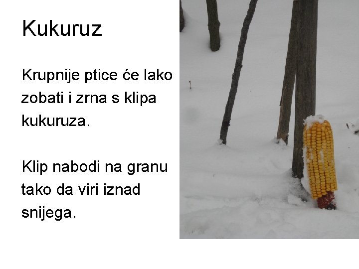 Kukuruz Krupnije ptice će lako zobati i zrna s klipa kukuruza. Klip nabodi na