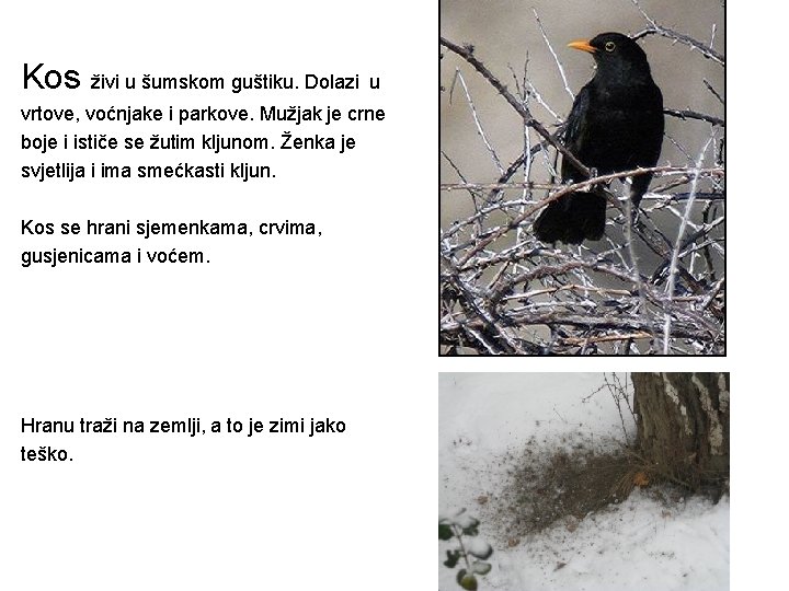 Kos živi u šumskom guštiku. Dolazi u vrtove, voćnjake i parkove. Mužjak je crne