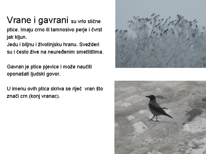 Vrane i gavrani su vrlo slične ptice. Imaju crno ili tamnosivo perje i čvrst