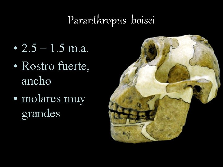 Paranthropus boisei • 2. 5 – 1. 5 m. a. • Rostro fuerte, ancho