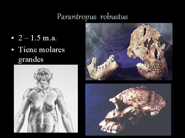 Parantropus robustus • 2 – 1. 5 m. a. • Tiene molares grandes 
