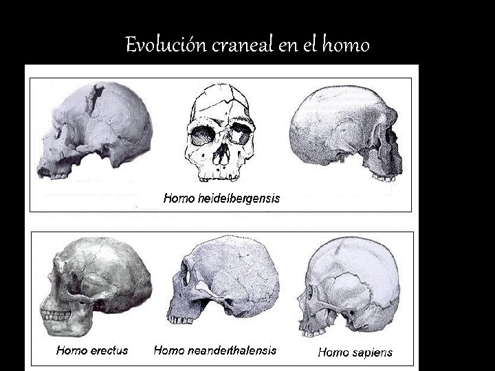 Evolución craneal en el homo 