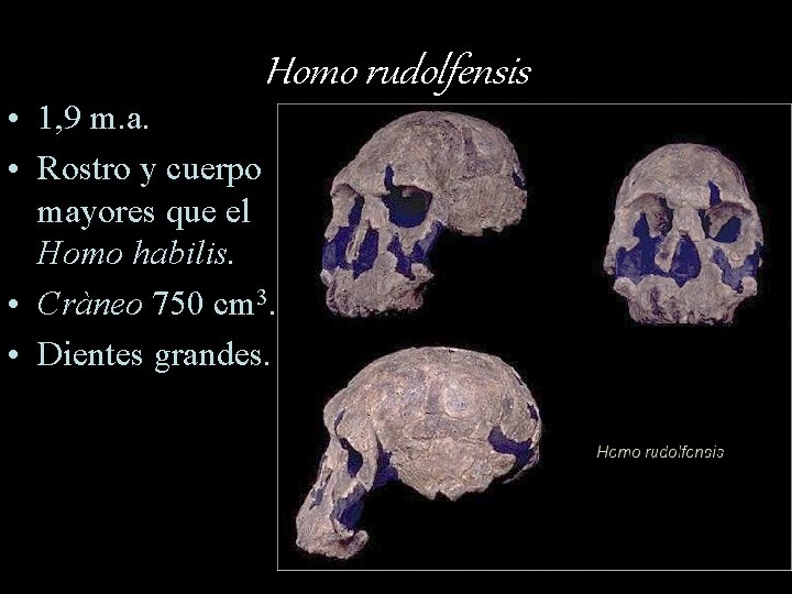 Homo rudolfensis • 1, 9 m. a. • Rostro y cuerpo mayores que el