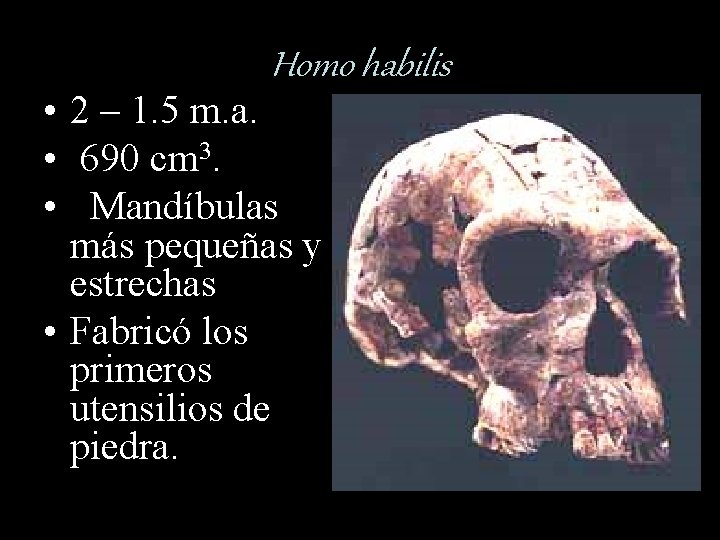Homo habilis • 2 – 1. 5 m. a. • 690 cm 3. •
