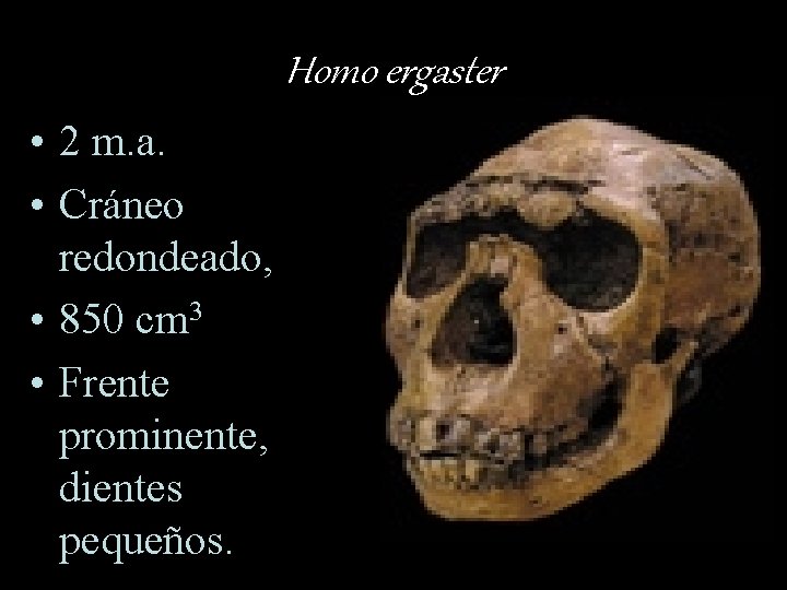 Homo ergaster • 2 m. a. • Cráneo redondeado, • 850 cm 3 •