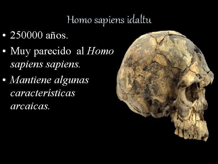 Homo sapiens idaltu • 250000 años. • Muy parecido al Homo sapiens. • Mantiene