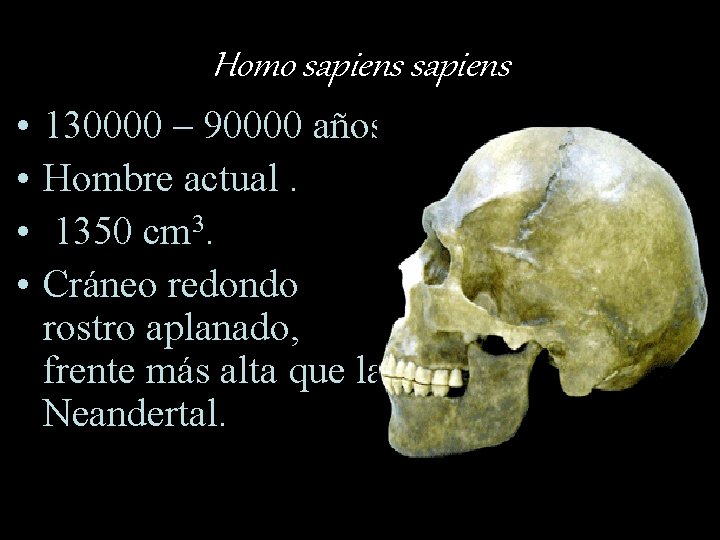 Homo sapiens • • 130000 – 90000 años. Hombre actual. 1350 cm 3. Cráneo