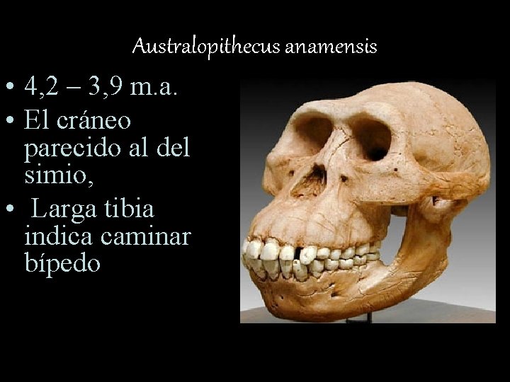 Australopithecus anamensis • 4, 2 – 3, 9 m. a. • El cráneo parecido