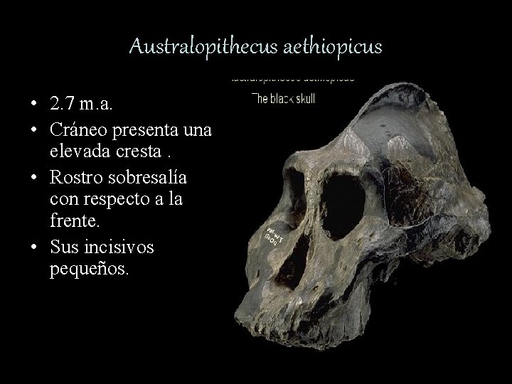 Australopithecus aethiopicus • 2. 7 m. a. • Cráneo presenta una elevada cresta. •