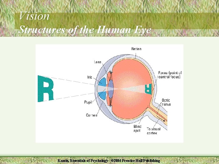 Vision Structures of the Human Eye Kassin, Essentials of Psychology - © 2004 Prentice