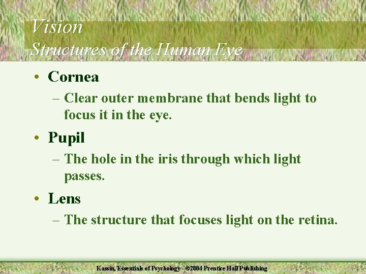 Vision Structures of the Human Eye • Cornea – Clear outer membrane that bends