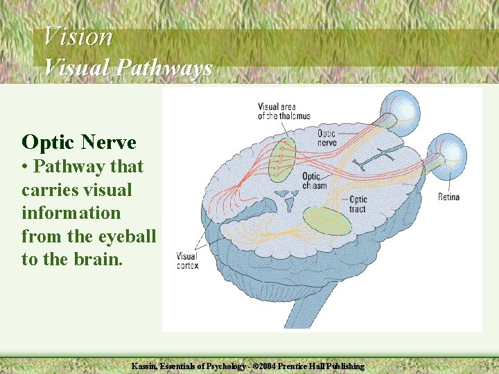 Vision Visual Pathways Optic Nerve • Pathway that carries visual information from the eyeball