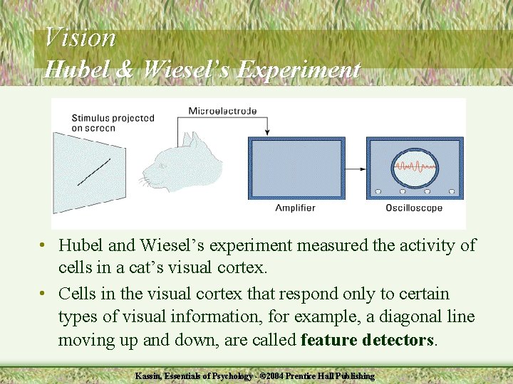 Vision Hubel & Wiesel’s Experiment • Hubel and Wiesel’s experiment measured the activity of