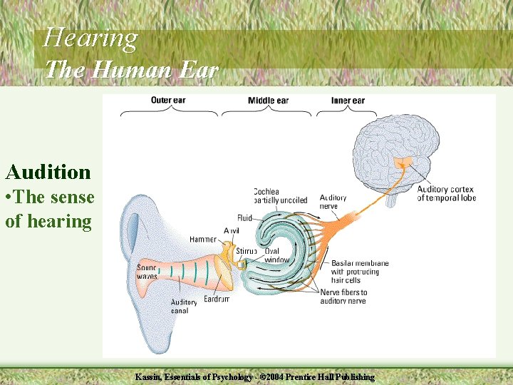 Hearing The Human Ear Audition • The sense of hearing Kassin, Essentials of Psychology