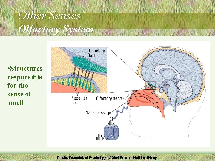 Other Senses Olfactory System • Structures responsible for the sense of smell Kassin, Essentials