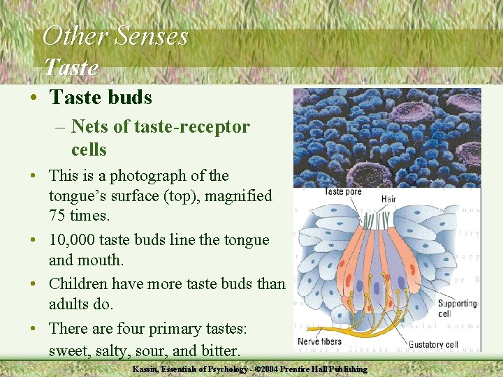 Other Senses Taste • Taste buds – Nets of taste-receptor cells • This is