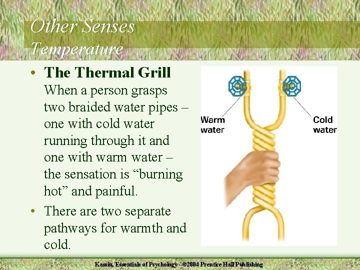 Other Senses Temperature • Thermal Grill When a person grasps two braided water pipes