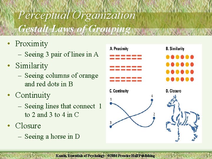 Perceptual Organization Gestalt Laws of Grouping • Proximity – Seeing 3 pair of lines