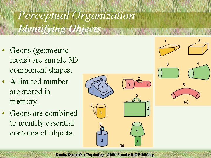 Perceptual Organization Identifying Objects • Geons (geometric icons) are simple 3 D component shapes.