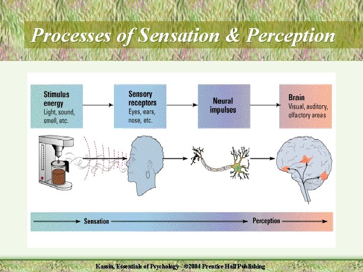 Processes of Sensation & Perception Kassin, Essentials of Psychology - © 2004 Prentice Hall