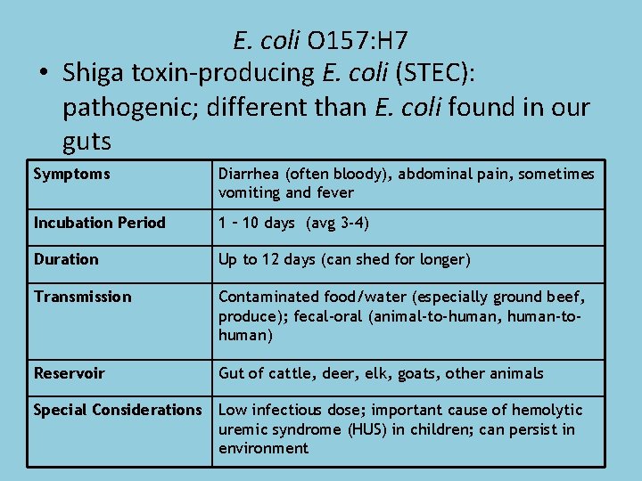 E. coli O 157: H 7 • Shiga toxin-producing E. coli (STEC): pathogenic; different