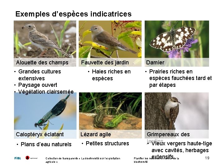 Exemples d’espèces indicatrices Alouette des champs • Grandes cultures extensives • Paysage ouvert •