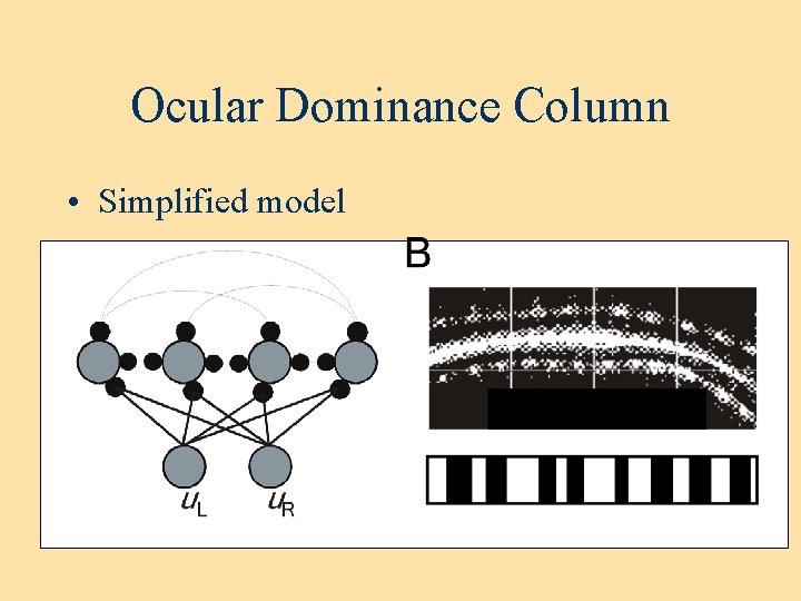 Ocular Dominance Column • Simplified model Ocular Dominance Column • Simplified model