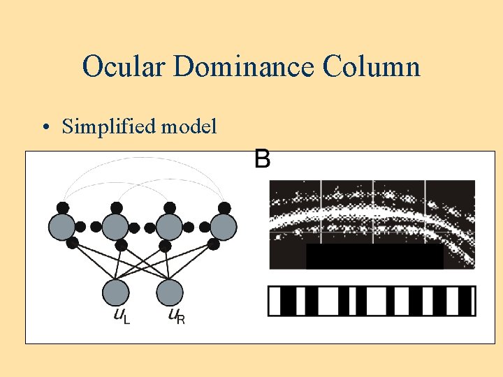 Ocular Dominance Column • Simplified model 