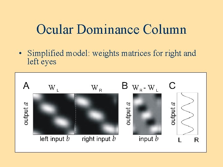 Ocular Dominance Column • Simplified model: weights matrices for right and left eyes W