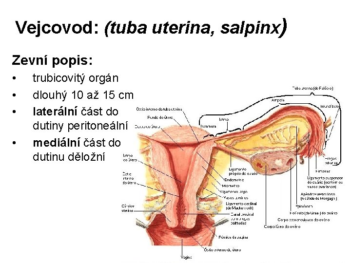 Vejcovod: (tuba uterina, salpinx) Zevní popis: • • trubicovitý orgán dlouhý 10 až 15