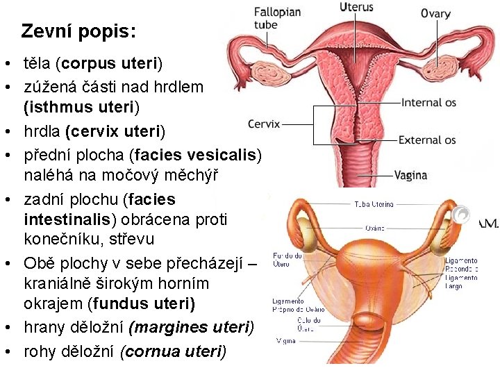 Zevní popis: • těla (corpus uteri) • zúžená části nad hrdlem (isthmus uteri) •