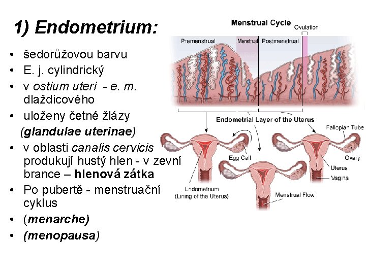 1) Endometrium: • šedorůžovou barvu • E. j. cylindrický • v ostium uteri -