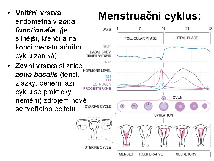  • Vnitřní vrstva endometria v zona functionalis, (je silnější, křehčí a na konci