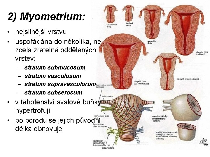 2) Myometrium: • nejsilnější vrstvu • uspořádána do několika, ne zcela zřetelně oddělených vrstev: