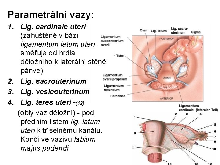 Parametrální vazy: 1. Lig. cardinale uteri (zahuštěné v bázi ligamentum latum uteri směřuje od