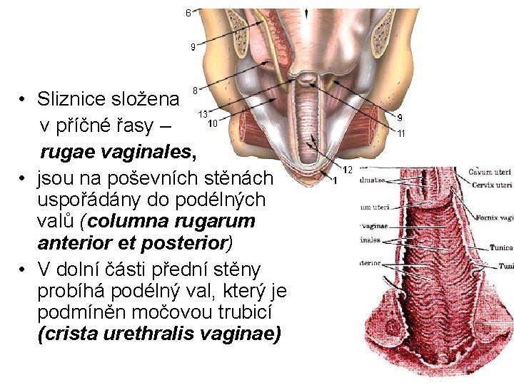 • Sliznice složena v příčné řasy – rugae vaginales, • jsou na poševních