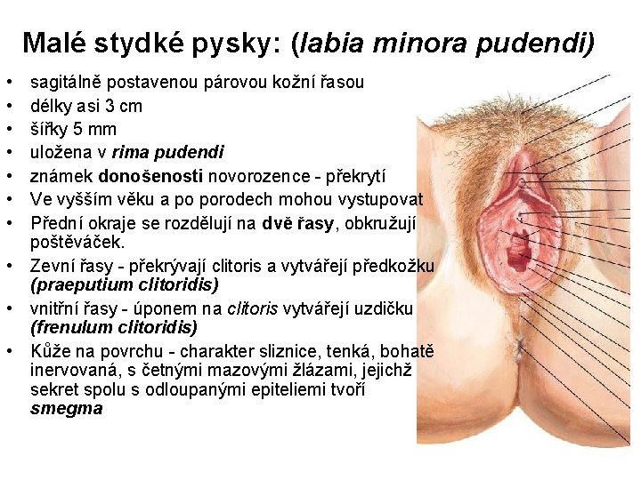 Malé stydké pysky: (labia minora pudendi) • • sagitálně postavenou párovou kožní řasou délky