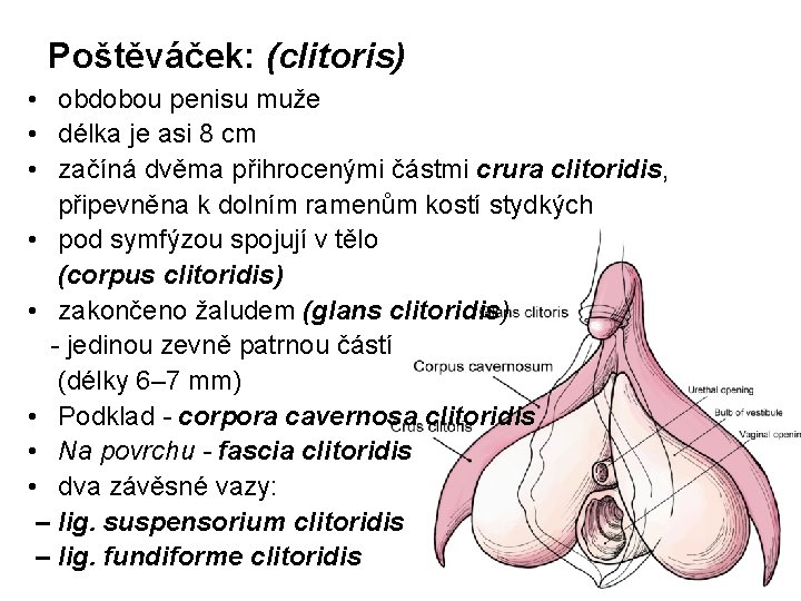 Poštěváček: (clitoris) • obdobou penisu muže • délka je asi 8 cm • začíná
