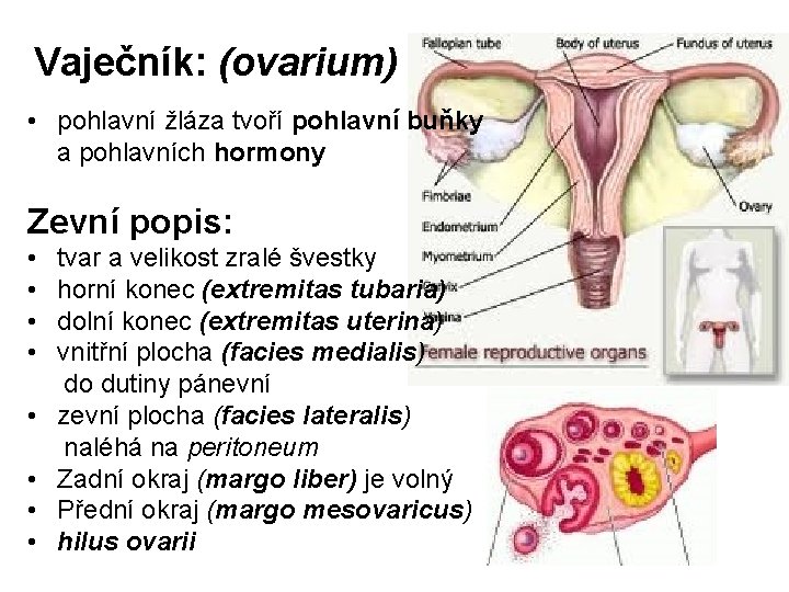 Vaječník: (ovarium) • pohlavní žláza tvoří pohlavní buňky a pohlavních hormony Zevní popis: •