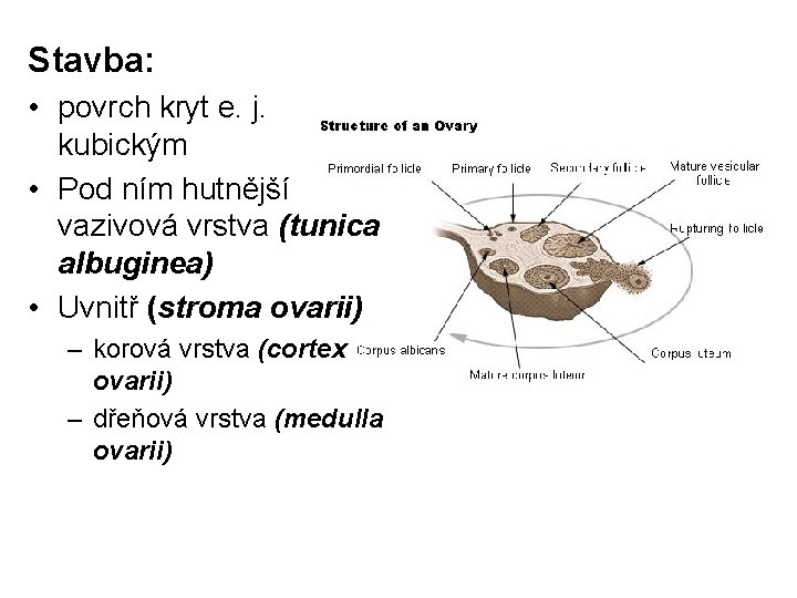 Stavba: • povrch kryt e. j. kubickým • Pod ním hutnější vazivová vrstva (tunica