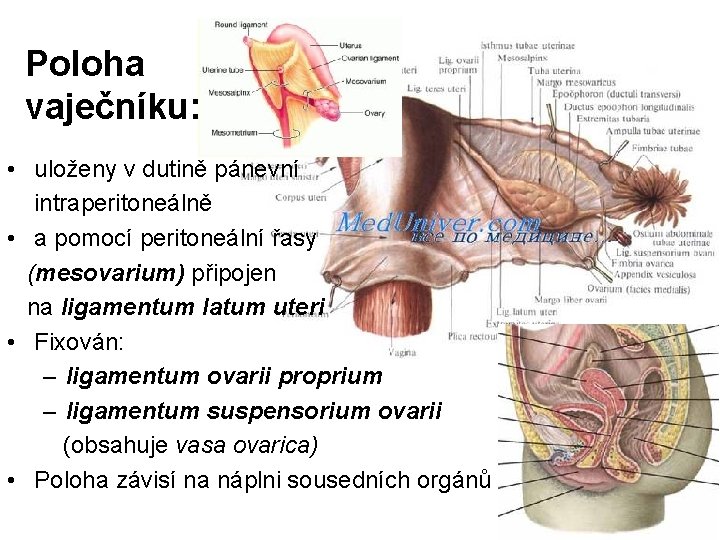 Poloha vaječníku: • uloženy v dutině pánevní intraperitoneálně • a pomocí peritoneální řasy (mesovarium)