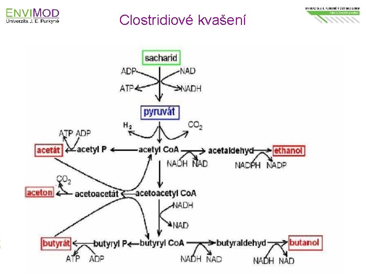 Clostridiové kvašení Modernizace výuky technických a přírodovědných oborů na UJEP se zaměřením na problematiku