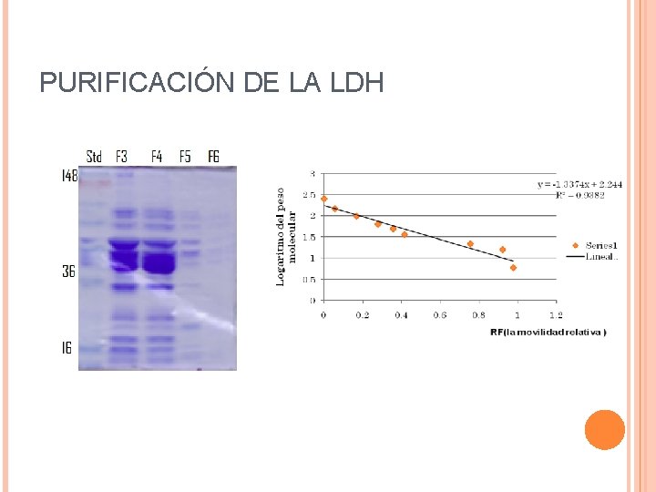 PURIFICACIÓN DE LA LDH 