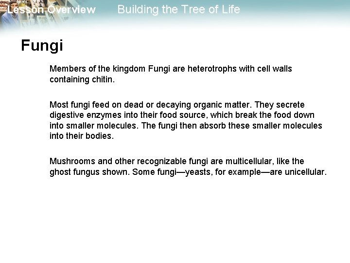 Lesson Overview Building the Tree of Life Fungi Members of the kingdom Fungi are