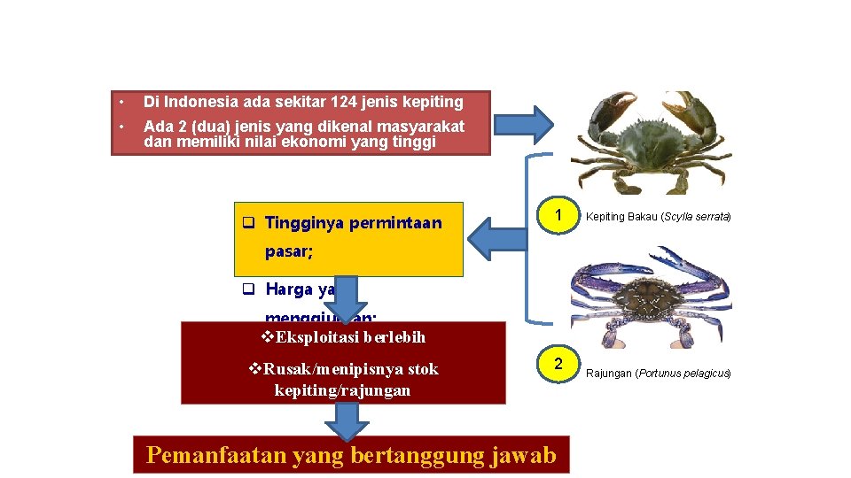  • Di Indonesia ada sekitar 124 jenis kepiting • Ada 2 (dua) jenis