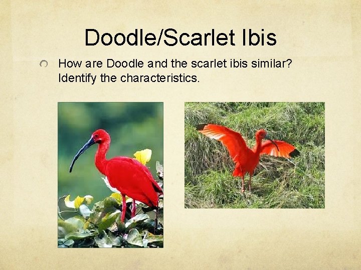 Doodle/Scarlet Ibis How are Doodle and the scarlet ibis similar? Identify the characteristics. 