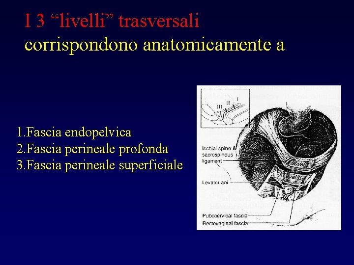 I 3 “livelli” trasversali corrispondono anatomicamente a 1. Fascia endopelvica 2. Fascia perineale profonda