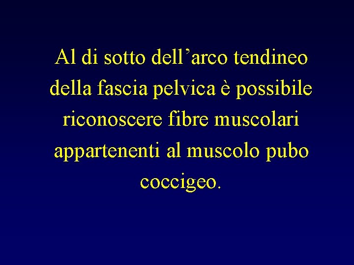 Al di sotto dell’arco tendineo della fascia pelvica è possibile riconoscere fibre muscolari appartenenti