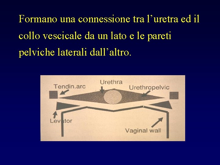Formano una connessione tra l’uretra ed il collo vescicale da un lato e le